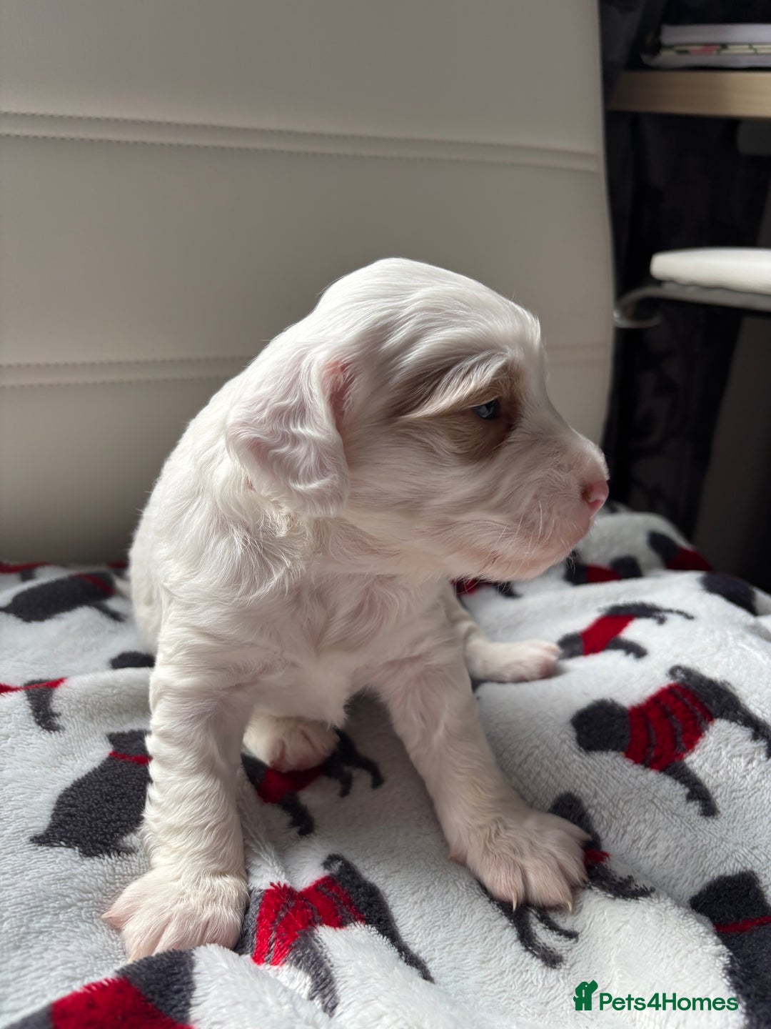 Cockapoo dogs for sale: Adorable F2 Cockapoo Puppies - First Litter  - Advert 8