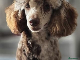 Poodle dogs DWKC pra clear toy/mini chocolate merle phantom in Aberdeen - Advert 9