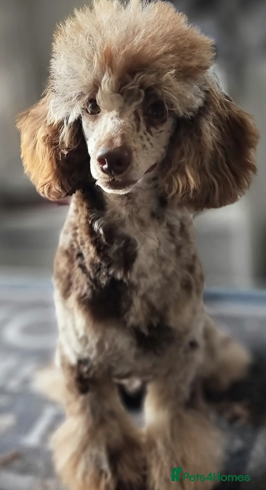 Poodle dogs for stud: DWKC pra clear toy/mini chocolate merle phantom in Aberdeen - Advert 1