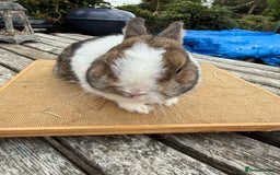 Netherland Dwarf rabbits for sale: Netherland dwarf young male rabbit  - Image 1