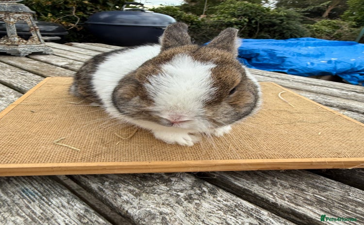Netherland Dwarf rabbits - Advert 2