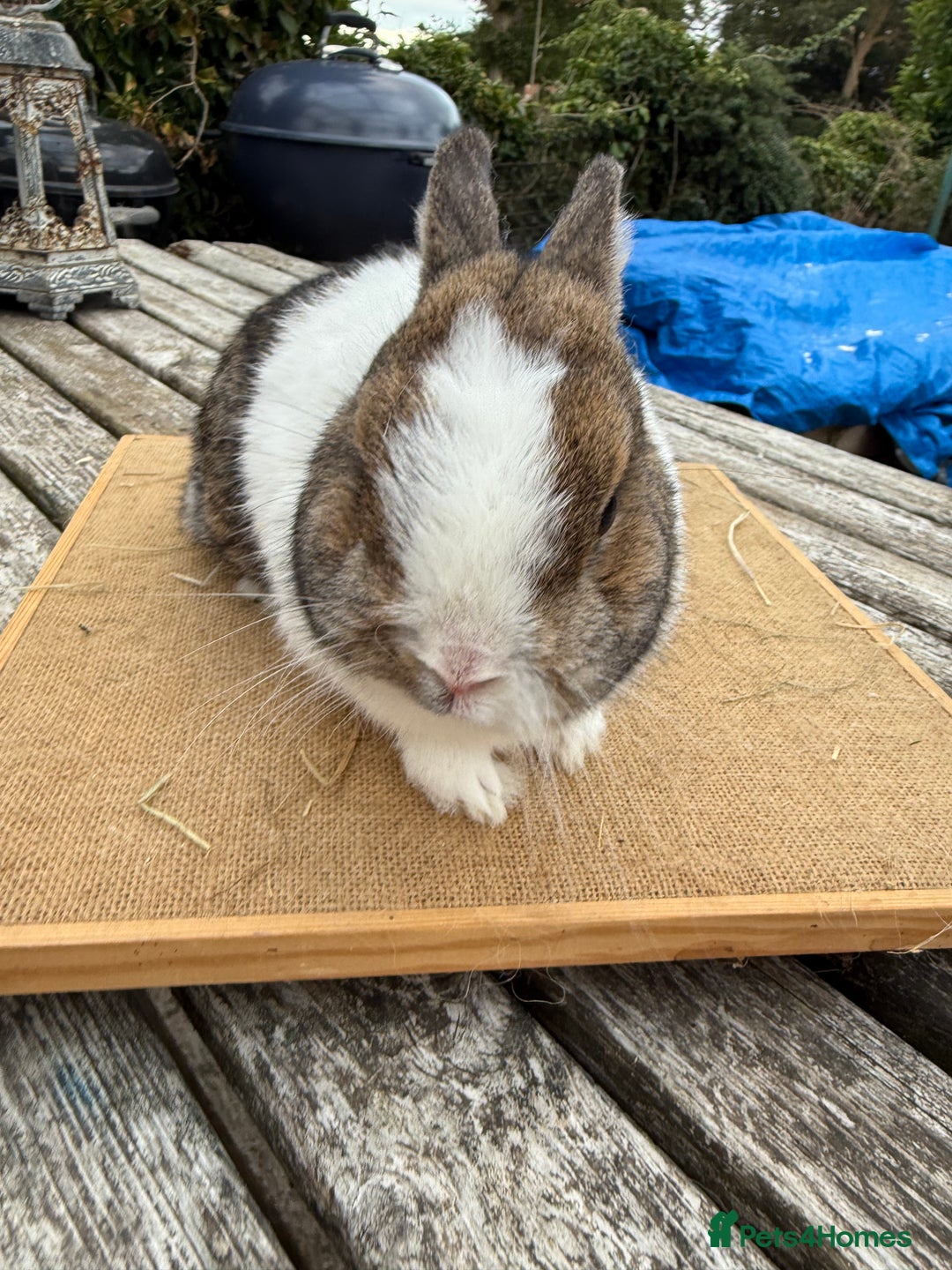 Netherland Dwarf rabbits for sale: Netherland dwarf young male rabbit  - Image 1