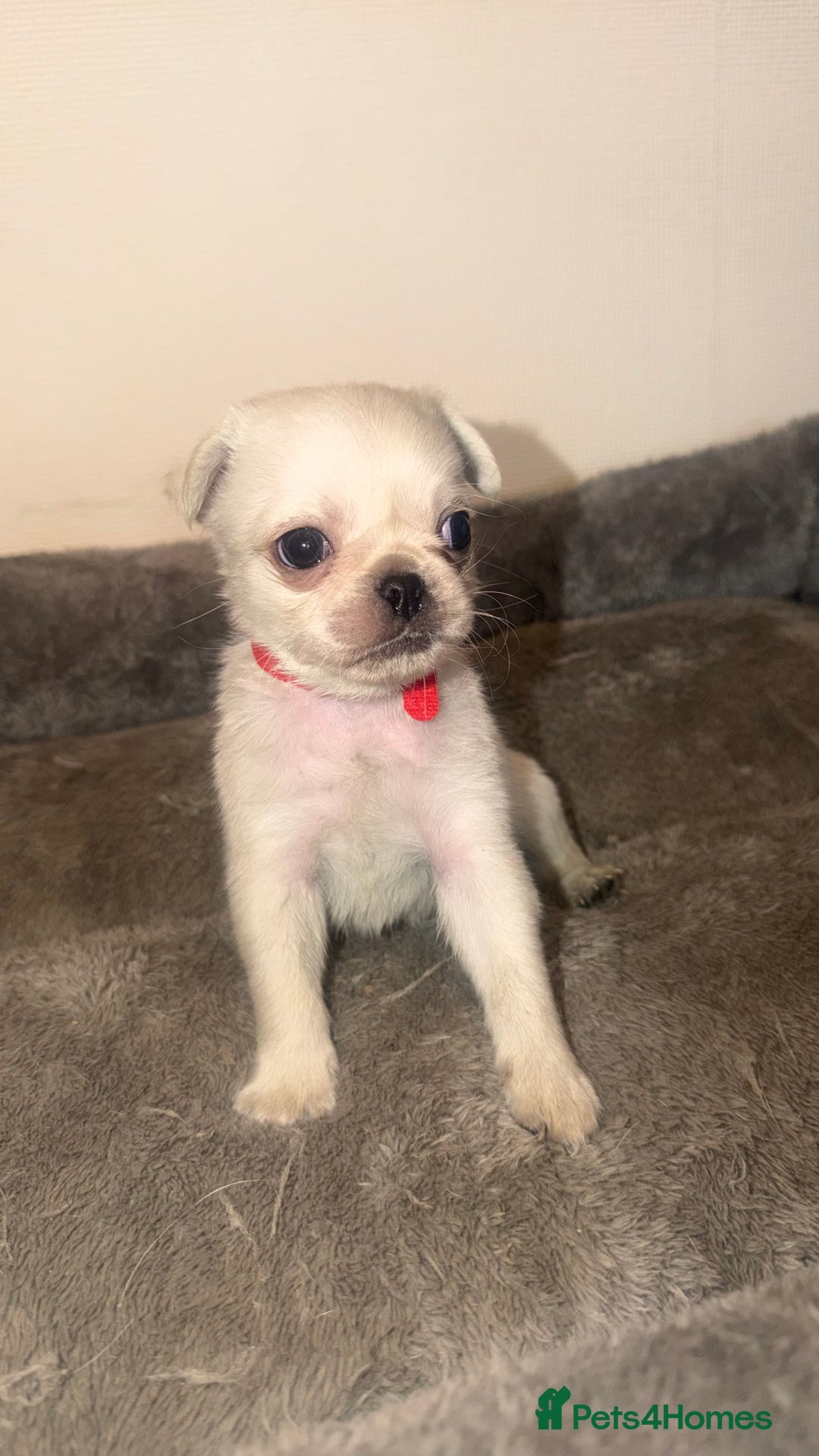 Pug dogs for sale: Beautiful Litter of 6 Pug Puppies, Rare Colours  - Advert 4