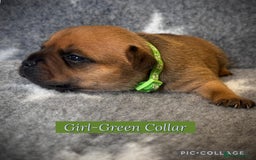Staffordshire Bull Terrier dogs for sale: Outstanding Vangerbull Red SBT litter!  - Image 8