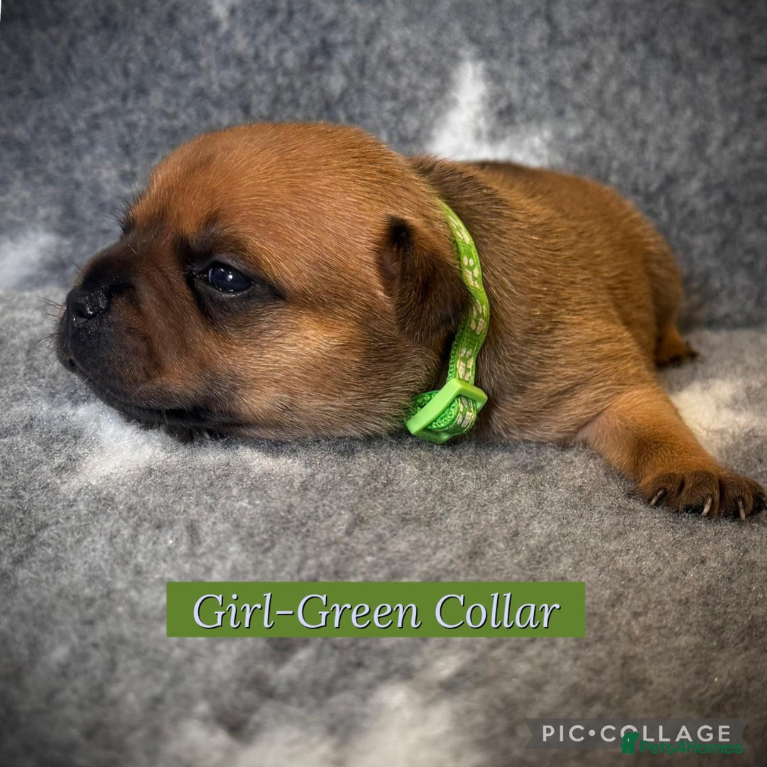 Staffordshire Bull Terrier dogs for sale: Outstanding Vangerbull Red SBT litter!  - Image 8