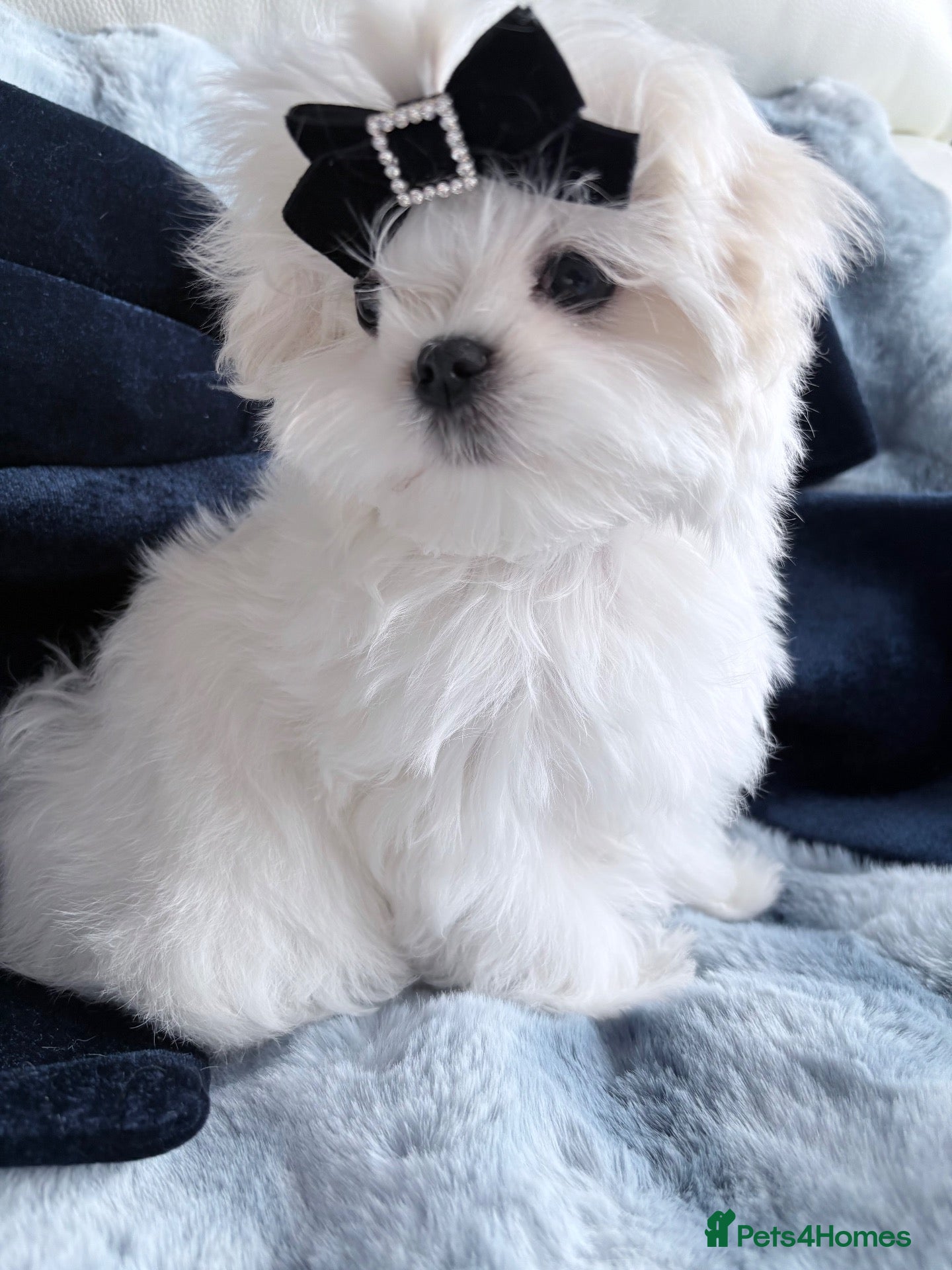 Maltese dogs for sale: 🖤Gorgeous Korean boy available 🖤 - Advert 18