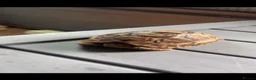 Tortoise reptiles for sale: Leopard Tortoise  - Advert 3