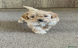 Cockapoo dogs for sale: 4 f2 cockapoos 2 males 1 female  - Image 10