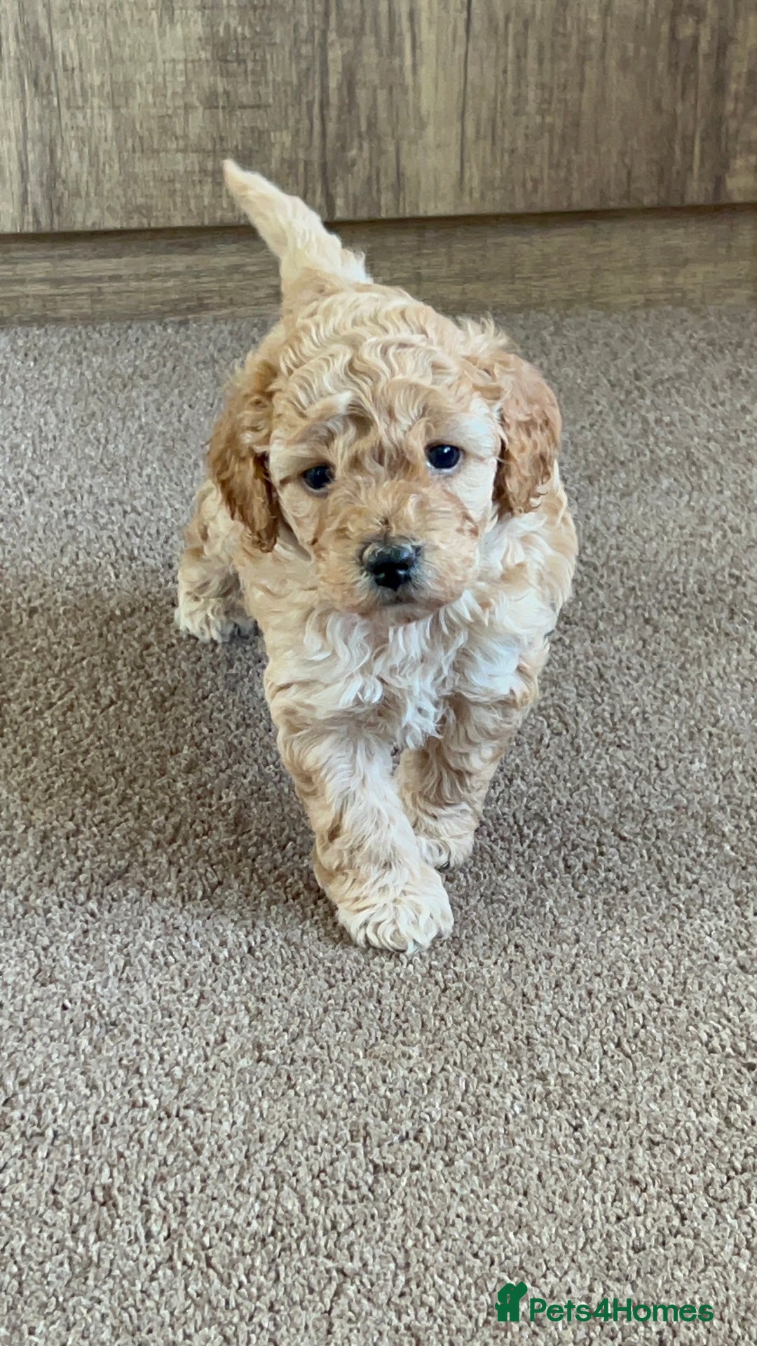 Cockapoo dogs for sale: 4 f2 cockapoos 2 males 1 female  - Image 10