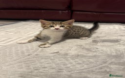 Domestic Shorthair cats for sale: 4 Domestic Shorthair Kittens - Image 1