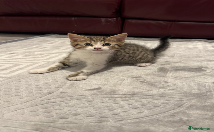 Domestic Shorthair cats - Advert 3