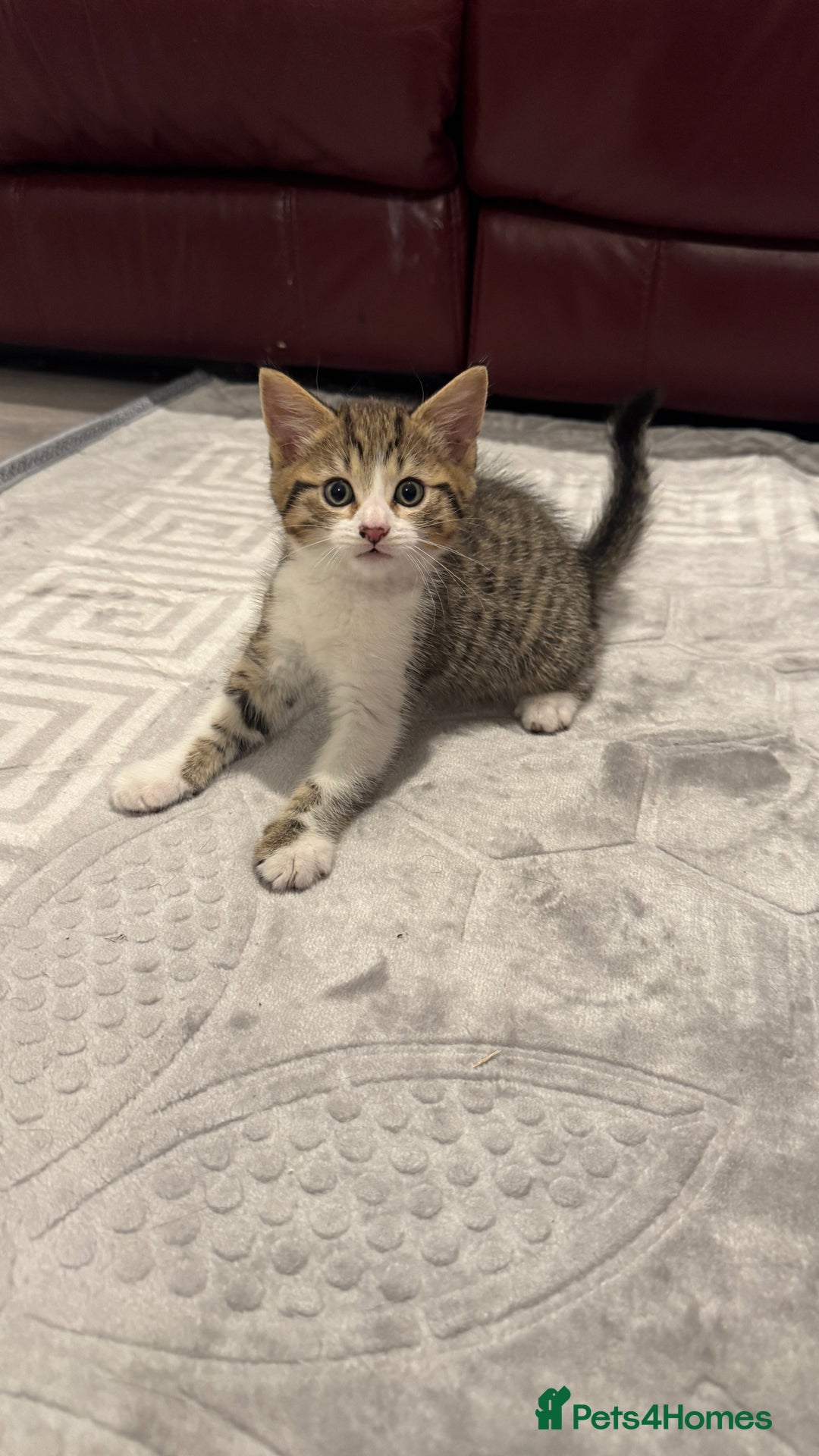 Domestic Shorthair cats for sale: 4 Domestic Shorthair Kittens - Image 1