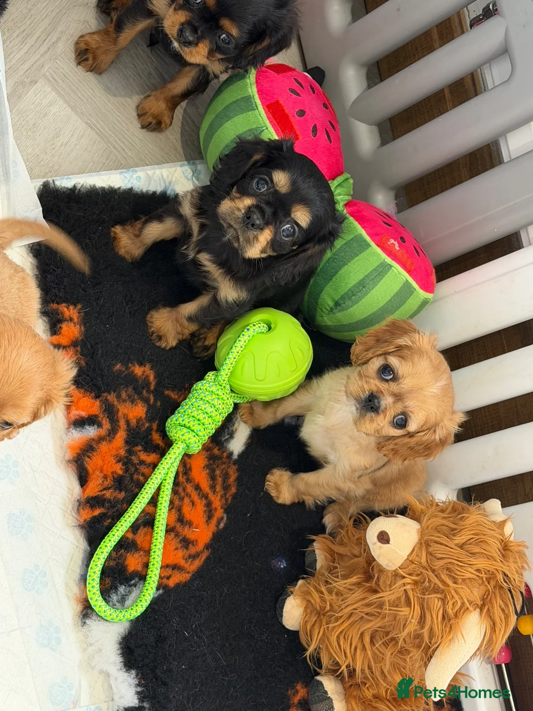 Cavalier King Charles Spaniel dogs for sale: Kennel club registered cavalier King Charles pups  - Advert 1