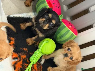 Cavalier King Charles Spaniel dogs Kennel club registered cavalier King Charles pups - Advert 1