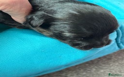 Jack Russell dogs for sale: Trad.working family short legged Jack Russell  - Advert 19