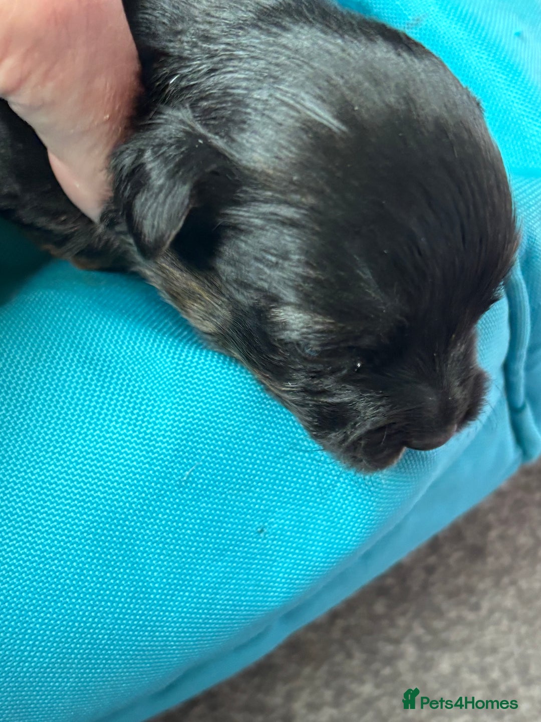 Jack Russell dogs for sale: Trad.working family short legged Jack Russell  - Advert 19