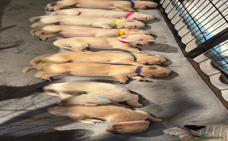 Golden Retriever dogs - Advert 2