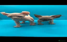 Sphynx cats for sale: Odd eyed Male & seal point female 🩵 - Image 9