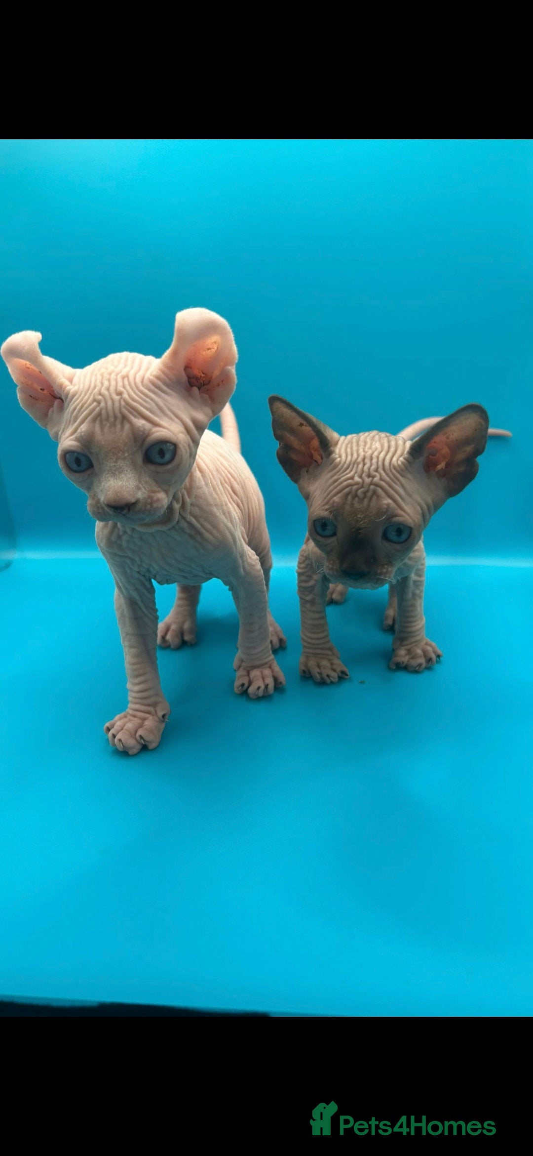 Sphynx cats for sale: Odd eyed Male & seal point female 🩵 - Image 9