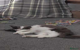Maine Coon cats for sale: GCCF Maine Coon Cat for Sale – Loving Lap Cat - Image 6