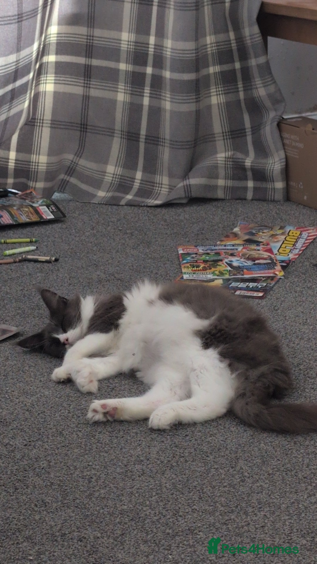 Maine Coon cats for sale: GCCF Maine Coon Cat for Sale – Loving Lap Cat - Image 6