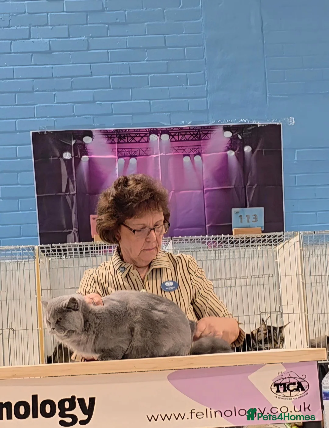 British Longhair cats for sale: GCCF Champion British Longhair Female Active  - Advert 7
