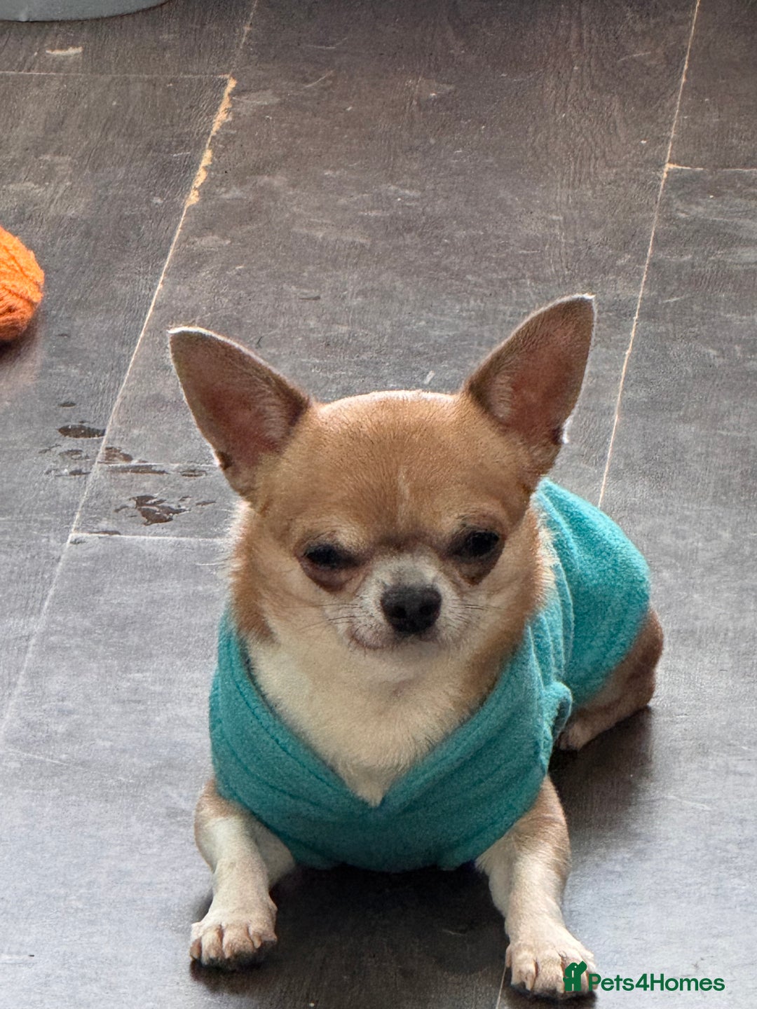 Chihuahua dogs for sale: Albert is a 3 year old chihuahua - Advert 2