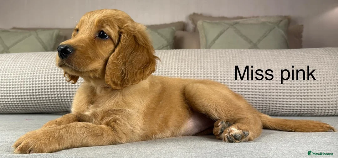 Goldendoodle dogs for sale: BEAUTIFUL HEALTHY CHUNKY PUPPIES  - Advert 24