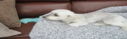 Maltese dogs for sale: Maltese - 7 year old girl - Advert 4