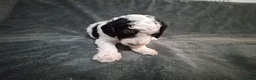 Cockapoo dogs for sale: Beautiful Cockapoo Puppies (5 Boys, 1 Girl) in Doncaster - Advert 36