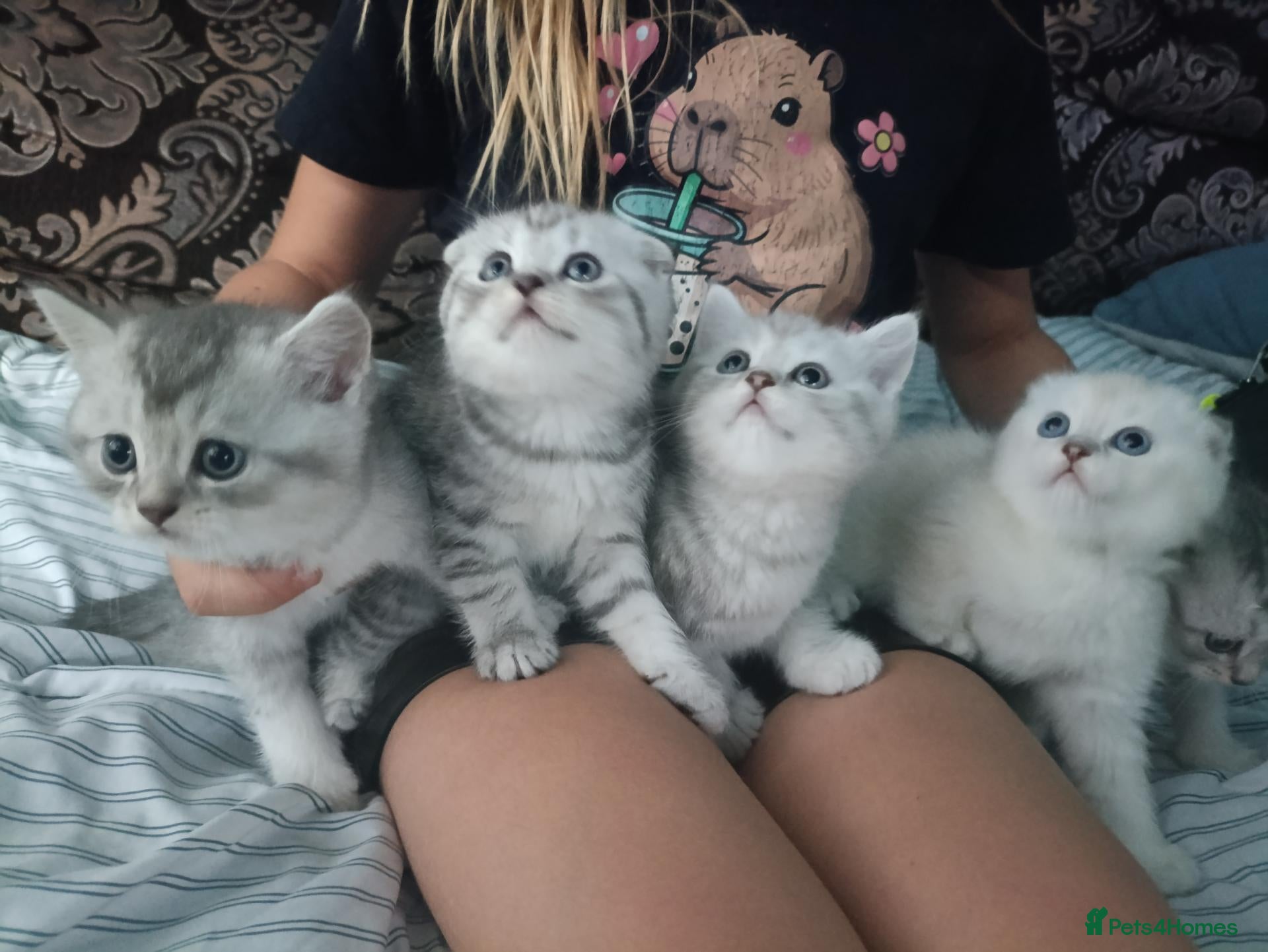 British Shorthair cats Lovely kittens  - Advert 10