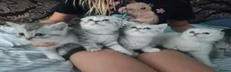 British Shorthair cats for sale: Lovely kittens  - Advert 1