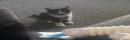 Mixed Breed cats for sale: Ready now last 2 Beautiful kittens - Advert 16
