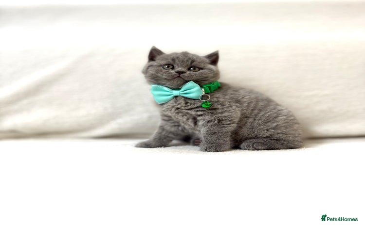 British Shorthair cats - Advert 3
