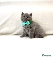 British Shorthair cats - Advert 15