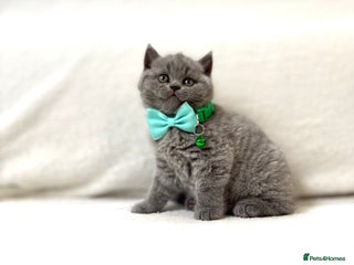 British Shorthair cats - Advert 17