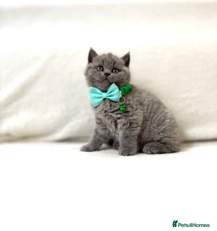 British Shorthair cats - Advert 3