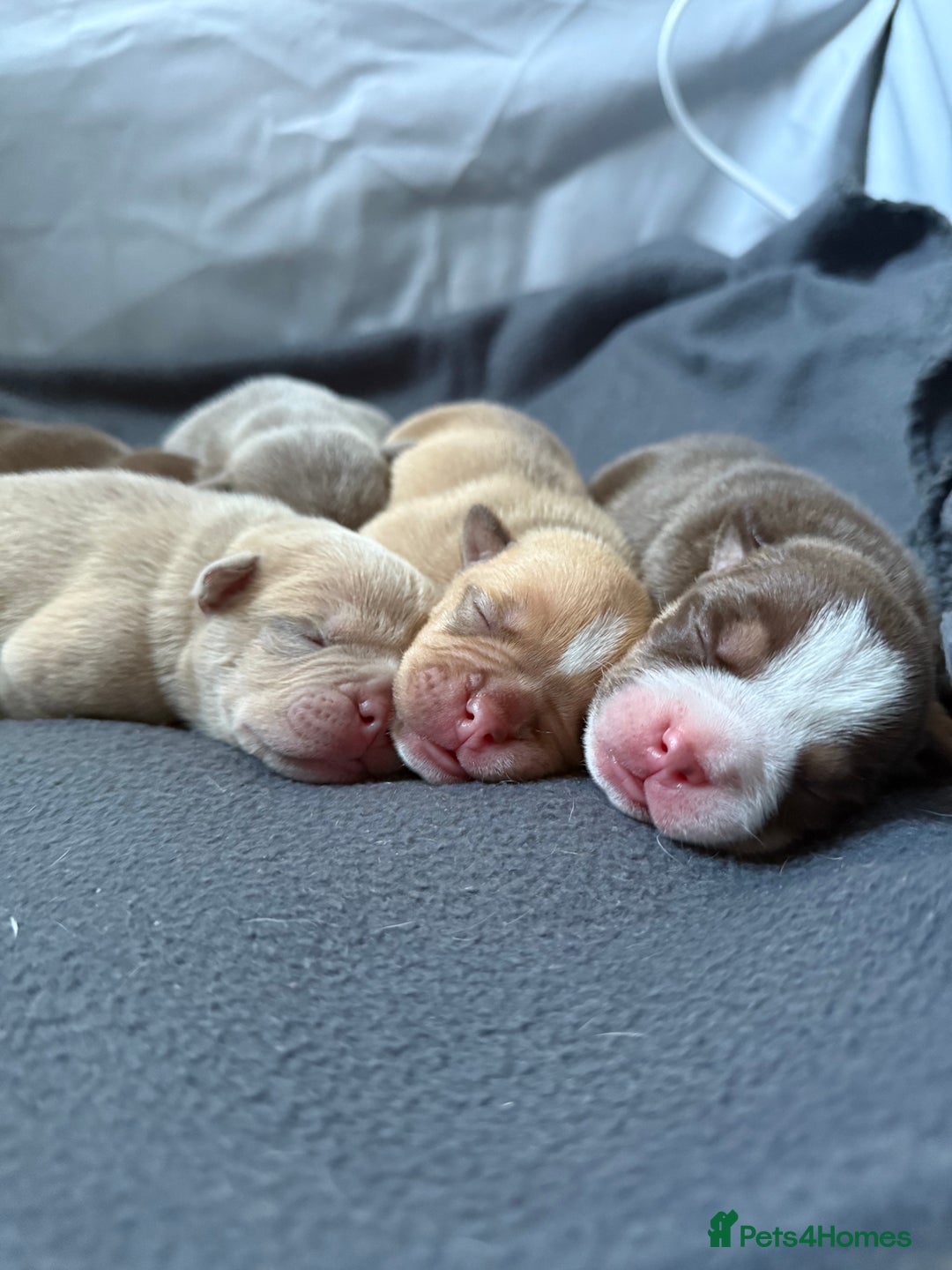 Mixed Breed dogs for sale: Stunning English bulldog mix pocket bully  - Image 10