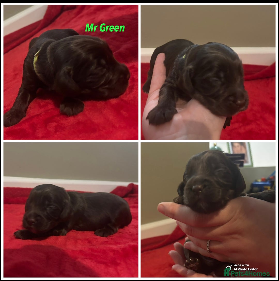 Cockapoo dogs for sale: Cockapoo f2b chocolate boys  - Advert 7