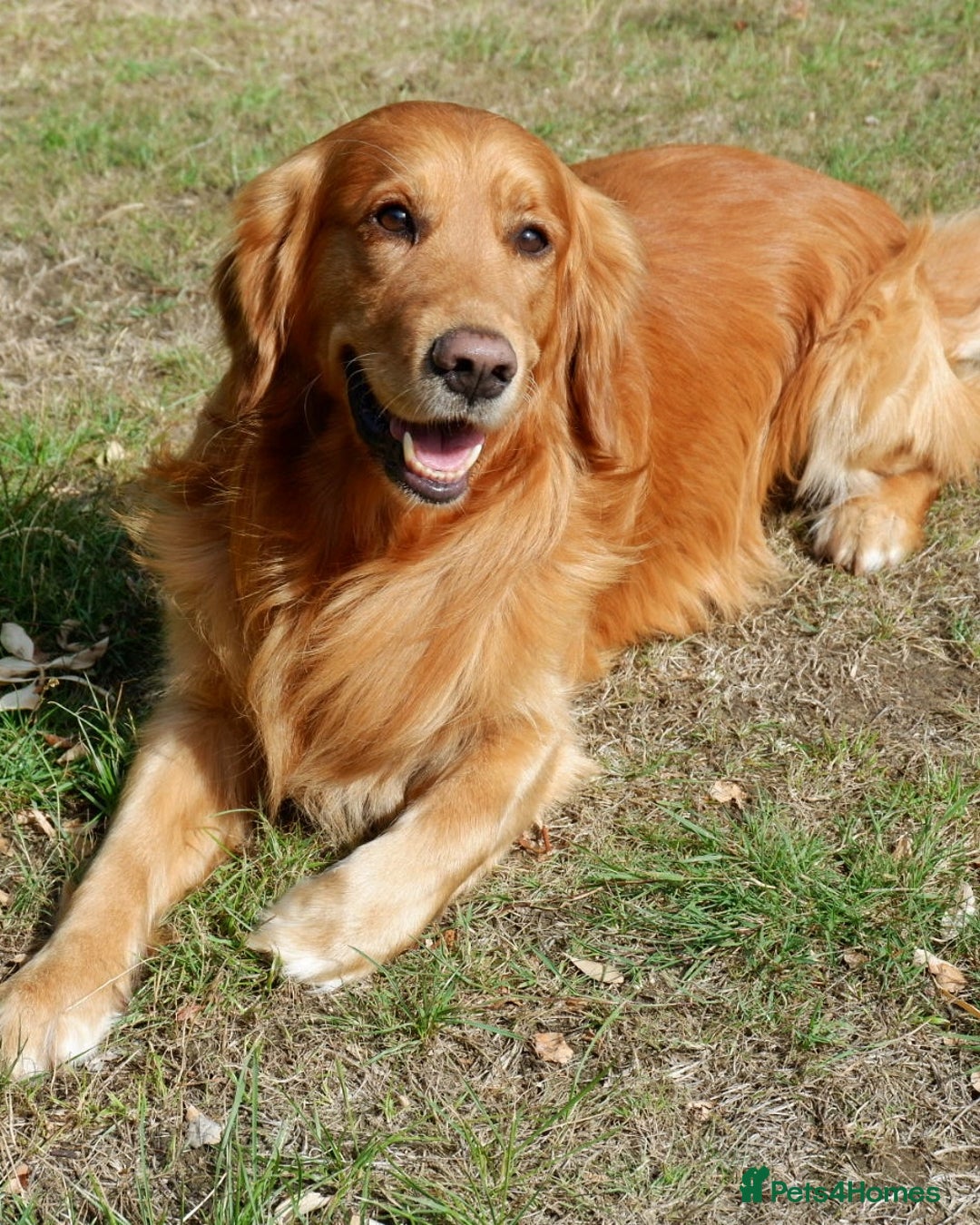 Golden Retriever dogs for stud: Stunning golden retriever stud - Advert 2