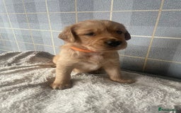 Golden Retriever dogs for sale: Golden retriever pups looking for forever homes  - Image 7