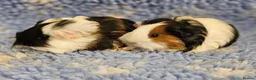 Guinea Pig rodents for sale: Bonded pairs of baby/young male guinea pigs - Advert 3