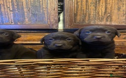 Labrador Retriever dogs for sale: 6 Adorable Chocolate Labs for Sale - Image 8