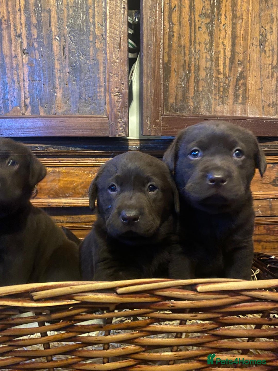 Labrador Retriever dogs for sale: 6 Adorable Chocolate Labs for Sale - Image 8