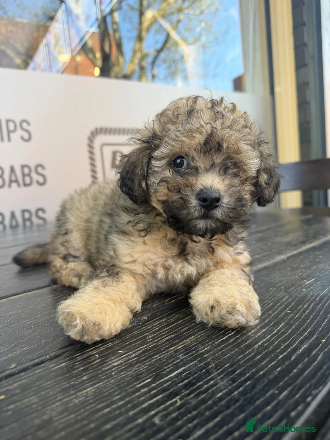 Cavapoo dogs for sale: Cavapoo Available  - Advert 2