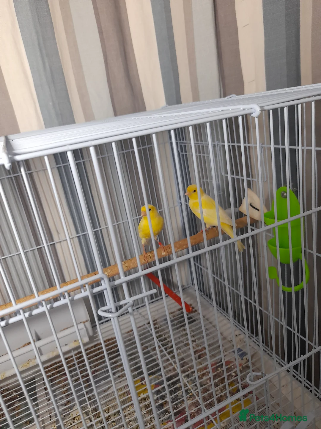 Canaries birds for sale: SE171DE  - Advert 5