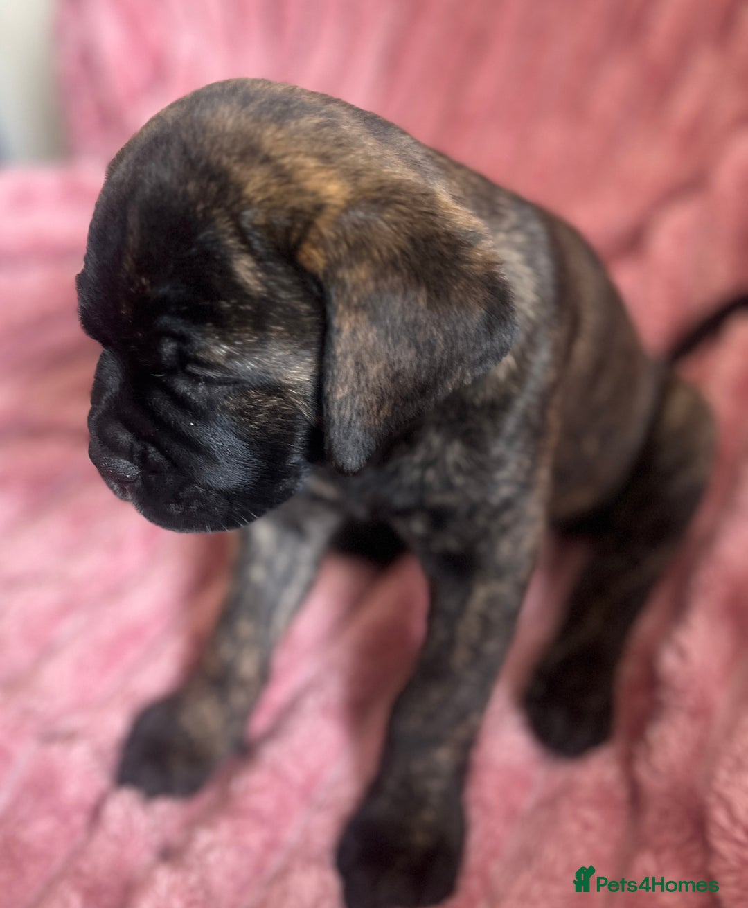 Mixed Breed dogs for sale: MastiffxCane Corso puppies⭐️Ready Now!! - Image 27