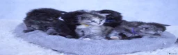 Maine Coon cats for sale: TICA Maine coon kittens - Advert 25