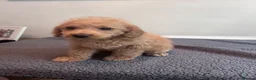 Cockapoo dogs for sale: 🐶 Beautiful F1B Cockapoo Puppies 🐶 - Advert 21