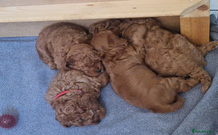 Cockapoo dogs - Advert 5
